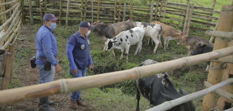 Convenio con el ICA permite a productores marselleses expedir sus guias de movilizacion animal en la alcaldia 4